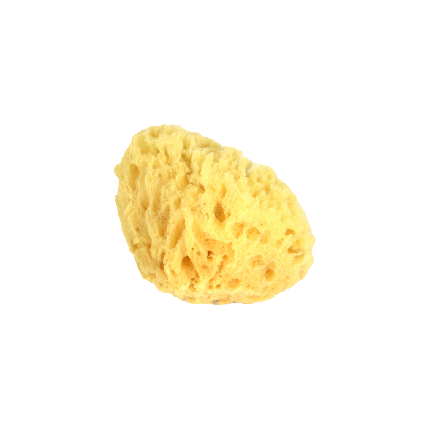 Spugna Marina Naturale