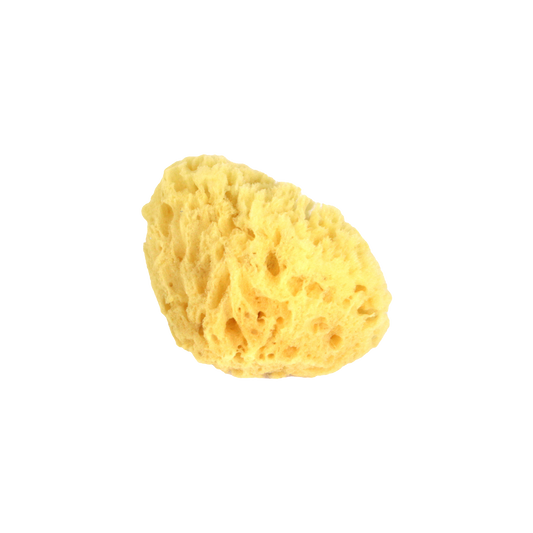 Spugna Marina Naturale
